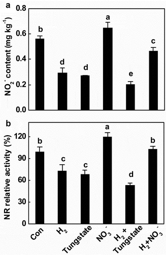 Figure 3. Changes of nitrite level (a) and NR activity (b) during storage of tomato fruit for 12 d. Different letters denote significant difference at P < .05 according to Duncan’s multiple tests