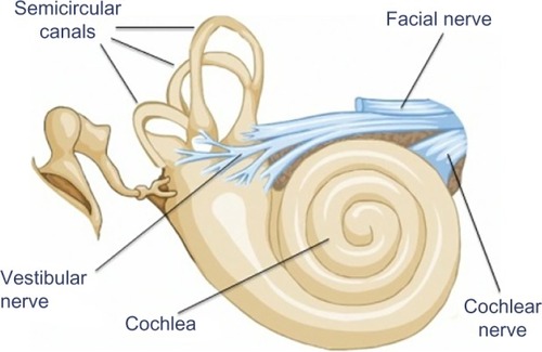Figure 2 Representation of the two divisions of the inner ear.