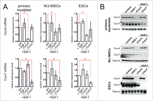 Figure 1. The Cxcr4 and Cxcr7 level in in vitro cultured primary myoblasts, WJ-MSCs, and ESCs 48h after transfection with siRNA and Sdf-1 treatment. (A) The level of mRNA encoding Cxcr4 and Cxcr7. Obtained data is presented as mean ± standard deviation. Student's non-paired t-test was used for statistical analyses. Asterisk marks significant differences (P < 0.05). (B) Western blotting of Cxcr4, Cxcr7, and tubulin.