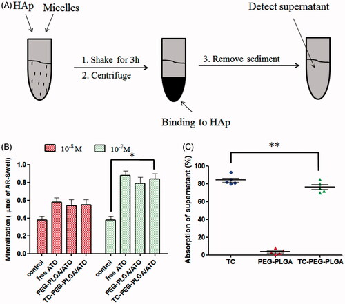 Figure 4. In vitro targeted efficacy and pharmacodynamic results. (A) and (B) Schematic diagram of HAp adsorption affinity experiment using FITC as a drug model and their results (mean ± SD, n = 5). (C) Effects of TC-PEG-PLGA/ATO micelles on mineralization of extracellular matrix by MC3T3-E1 cell culture (mean ± SD, n = 5). *p < 0.05, **p > 0.05.