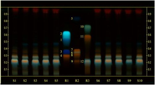 Figure 2. High‑performance thin‑layer chromatography (HPTLC) carried out using a mobile phase consisting of chloroform-glacial acetic acid-methanol-water (64:32:12:8), derivatized with natural products-polyethylene glycol reagent (NP/PEG) and observed at UV 366 nm. S1, S2, S3, S4, S5, S6, S7, S8: sea fennel whole sprouts; S9 sea fennel stems; S10: sea fennel leaves. R1: reference compounds mix 1 (1: protocatechuic acid; 2: esculetin; 3: gallic acid; 4: hyperoside); R2: reference compounds mix 2 (5: ferulic acid; 6: rosmarinic acid; 7: quercitrin; 8: quercetin-3-O-glucoside; 9: rutin); R3: reference compounds mix 3 (10: kaempferol; 11: quercetin; 12: chlorogenic acid).