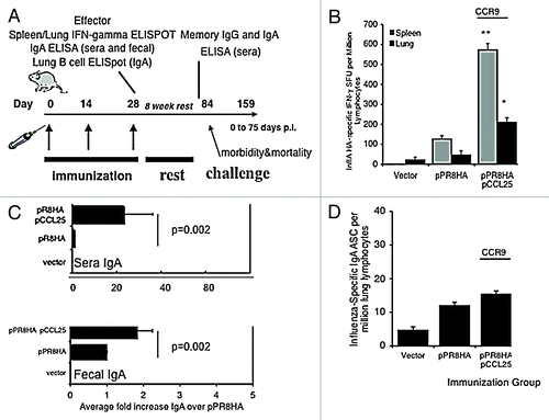 Figure 4. pCCL25 immune adjuvant-induced CTL and IgA immunity specific against influenza A/PR/8/34 in a mouse model of mucosal lung infection. (A) Schedule for influenza A (PR8) immunization, immune analysis and lethal mucosal challenge. Mice (n = 10 per group) were immunized as previously described with 33 μg of HA or in combination with our pCCL25. Effector immune responses were measured 1 week following the third immunization, and long-lived responses were examined 8 weeks after the final boost (pre-challenge). (B) Mucosal chemokines enhanced the secretion of IFN-λ influenza specific A/PR/8/34 by lung and splenic T cells. Lung lymphocytes (black bar) or splenocytes (gray bar) were harvested from immunized mice and utilized in an IFN-λ ELISpot assay stimulated with either medium control or the CD8+ T cell epitope peptide encoding influenza A/PR/8/34 (H1N1) hemagglutinin (IYSTVASSL amino acid 518–526). Values depicted in panel (B) are resulting values after medium is subtracted and error represents the mean ± SD of triplicate wells (*p < 0.05, **p < 0.01 for statistical comparisons of chemokine/pPR8HA groups with pPR8HA antigenic vector alone). (C) pCCL25 co-immunization augments mucosal-specific IgA in sera and fecal extracts. Pooled sera and fecal pellets from 4 mice per group were analyzed, by ELISA, for the presence of influenza A/PR/8/34 hemagglutinin specific IgA and data generated from six independent experiments were averaged and shown in panel (C). The fold increase observed from vaccinated sera (upper panel) and feces (lower panel) IgA by ELISA using a recombinant IgA standard of known concentration and the fold increase in IgA levels are shown, and statistical analysis was performed between the chemokine adjuvanted groups in relation to pPR8HA antigenic plasmid alone across 6 independent experiments. (D) pCCL25 co-immunization does not increase the frequency of IgA secreting plasmablasts in the lung. Lung lymphocytes isolated from vector, pPR8HA or pCCL25 co-immunized (perfused) mice were added to the wells of UV-inactivated influenza A/PR/8/34-coated, 96 well ELISpot blocked plates and incubated for 5 h. Secreted anti-HA IgA plasmablasts were captured on plate bound influenza A, counted using an ELISpot reader and graphed as influenza-specific IgA ASCs per million lung lymphocytes. Error represents the mean ± SD between triplicate wells. (The data are a representation of three independent experiments.)