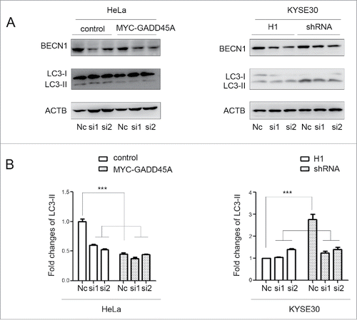 Figure 7. The downward trend of LC3-II expression after cells silencing BECN1. HeLa cells were harvested 48 h after cotransfection with pCS2-MT and siRNA or pCS2-MT-GADD45A and siRNA. KYSE30-H1 and KYSE30-shRNA cells were harvested after BECN1 was knocked down by siRNA. (A) Cell lysates were prepared for analyzing the expression of LC3 and BECN1. (B) The densities of signals were determined by densitometry and are shown relative to the Nc group. Graphical data denote mean ± SD. ***,P < 0.001.