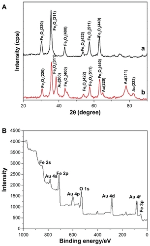 Figure 3 (A) X-ray powder diffraction patterns for (a) Fe3O4 nanoparticles and (b) Fe3O4/Au nanoparticles. (B) X-ray photoelectron spectra binding-energy spectra for a sample of Fe3O4/Au.