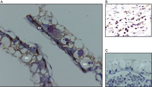 Figure 5. Location of IHC staining with anti-FLK-1 antibody in the YSM. (A) YSM IHC with anti-FLK-1 antibody. (B) Positive control. (C) Negative control. Staining was observed in vascular mesoderm (vm) and endothelial cells (e). Endoderm (en). Blood vessel (bv). Haematoxylin was used as counterstain. The results shown in the picture were the same in both groups (355 and 1378 masl) and in both days.