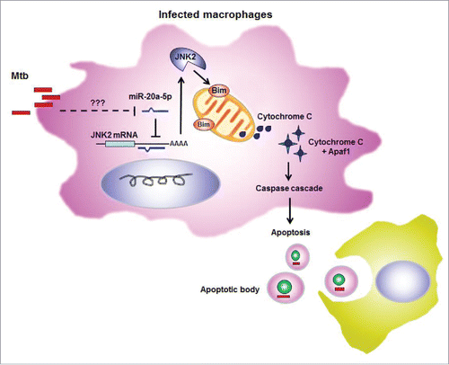 Figure 6. Schematic diagram illustrating apoptosis regulated by miR-20a-5p in mycobacterial infected macrophages. Expression of miR-20a-5p was downregulated in macrophages after mycobacterial infection, but it remains unknown about the mechanisms by which miR-20a-5p is reduced. MiR-20a-5p can directly target JNK2 3′UTR and inhibit JNK2 expression, so JNK2 expression increases significantly when miR-20a-5p is inhibited, and therefore induces Bim expression. Then apoptosis is triggered and apoptotic body is formed to facilitate mycobacterial clearance.