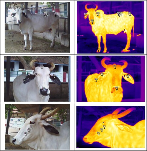Figure 4. Visual image and infra-red thermogram showing body surface temperature pattern at different regions of white coat coloured Deoni (Bos indicus) cow.