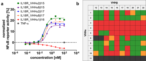 Figure 2. Combinatorial reformatting of monospecific (1 + 0) SEEDbodies into strictly monovalent (1 + 1) bsAbs enables the identification of IL-18 mimetics with attenuated capacities to trigger NFκB reporter activity on IL-18 reporter cells.