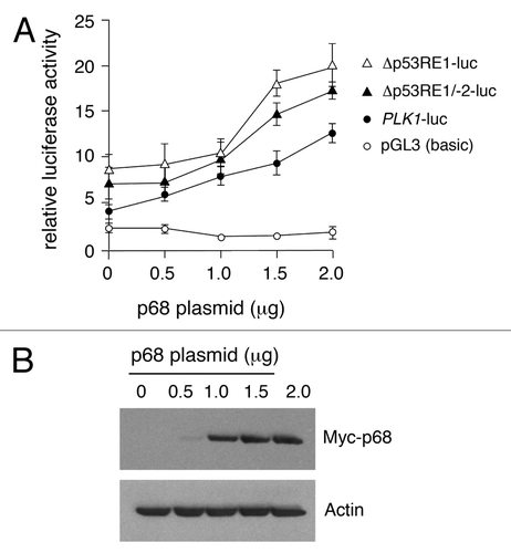 Figure 4. Dose-dependent activation of the PLK1 promoter and 5′ deletion mutants by p68. (A) The full-length PLK1 promoter or its deletion derivatives were transfected individually into H1299 cells that lack functional p53, together with increasing amounts of p68, and assayed for luciferase activity 24 h post-transfection with empty pGL3 vector as control. The results presented are mean ± SD of 3 independent experiments, each performed in triplicate. (B) Western blot showing increasing amounts of Myc-tagged p68 expressed in H1299 cells, with actin serving as loading control. Similar results were obtained whether p68 was Myc-tagged or un-tagged.