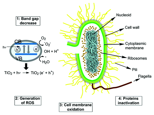 Figure 3. Photocatalytic killing mechanism initially damages the weak points at the bacterial cells surfaces, and then total breakage of the cell membranes ensues, followed by of the internal bacterial components through the damaged sites. Finally, the photocatalytic reaction oxidizes all of the cell debris.