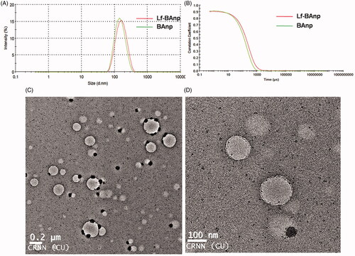 Figure 1. (A) Particle size distribution in scattering intensity measured in DLS and (B) corelogram overlay of Lf-BAnp and BAnp dispersed in aqueous medium. (C) HR-TEM study of Lf-BAnps and (D) High magnification image of that nanoparticle.