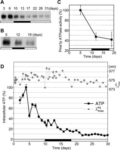 Figure 4.  Changes in the amount and activity of H+-ATPase Pma1p and the intracellular ATP content during the development of Saccharomyces cerevisiae colonies. Amount of Pma1p in the whole cell lysate (A) and in the total membrane fraction (B). Pma1p H+-ATPase activity in the total membrane fraction (C); the activity measured on day 5 is set as 100% (corresponding to 271.2 nmol Pi min−1mg−1). Average values of five independent measurements ±SD are given. (D) Intracellular ATP content; the highest concentration on day 4 is set as 100% (corresponding to 1.17 µmol/g wet weight biomass). The curve of from Figure 2B (right axis) is given for comparison. The average of three measurements from one representative experiment ±SD is shown. The timing of the alkali developmental phase is marked in black on the bar.