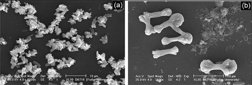 Figure 2. SEM images of as-prepared strontium oxalate: (a) outside sample; (b) inside sample.