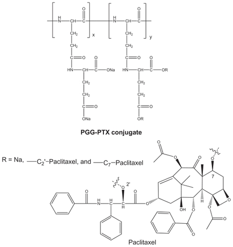 Figure 1 Structure of paclitaxel and PGG-paclitaxel conjugate.Abbreviations: PTX, paclitaxel; PGG, poly(L-γ-glutamylglutamine).