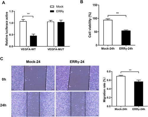 Figure 4. ERRγ inhibits hypoxia-induced proliferation and migration of HEC-1A cells. A, Identification of the interaction ERRγ with VEGFA by double luciferase reporter gene experiment. B, CCK8 method to detect cell viability. C, the wound healing test to cell migration. (**p < .01). ERRγ, estrogen receptor-related receptor γ; VEGFA, vascular endothelial growth factor A.