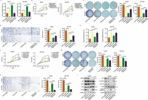 Figure 7. SNORA18 knockdown or overexpression reverts the chemosensitivity alteration induced by DDX24 in sorafenib-treated HCC cells. (a) RT-qPCR was used to detect the relative RNA level of SNORA18 in Hep3B and Bel-7402 cells transfected with shNC, shDDX24 and shDDX24+ SNORA18 ASO followed by the treatment with DMSO or SFN. (b-d) The shNC HCC cells exposed to DMSO and shNC, shDDX24, shDDX24+ SNORA18 ASO HCC cells exposed to SFN were subjected to cell viability (b), colony formation (c) and cell migration assays (d). Scale bar = 100 μM. (e-h) The vector HCC cells exposed to DMSO and vector, DDX24, DDX24+ SNORA18 HCC cells exposed to SFN were subjected to RT-qPCR (e), cell viability (f), colony formation (g) and cell migration assays (h). Scale bar = 100 μM. (i) Western blot analysis of DDX24, AKT, p-AKT, ERK, p-ERK, ZO-1, N-cadherin, β-catenin, PARP and cleaved caspase-7 expression after SNORA18 knockdown in Hep3B cells treated with DDX24-specific shRNA and SFN. GAPDH was used as the loading control. The results were shown as means ± SD, *p < .05, ** p < .01, *** p < .001, *** p < .0001; n. s., not significant.