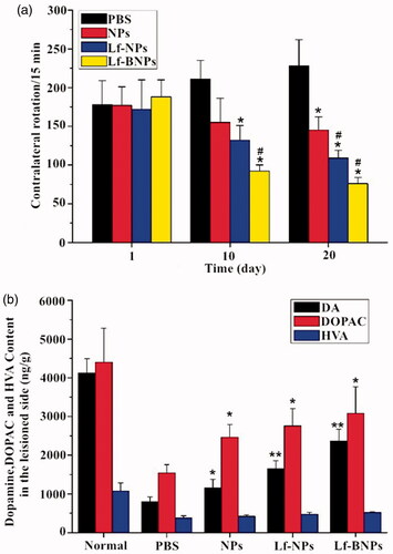 Figure 4. (a) The number of apomorphine-induced contralateral rotations per 15 min in 6-hydroxydopamine-lesioned rats treated with PBS, dopamine-loaded NPs, Lf-NPs, and Lf-BNPs, respectively. (b) Monoamine neurotransmitter levels in the striatum of the lesioned side treated with PBS, dopamine-loaded NPs, Lf-NPs, and Lf-BNPs after 20 days. Values are expressed as mean ± SD. n = 5 for each group. *p < .05; **p < .01 (versus PBS group); #p < .05 (versus NP group).