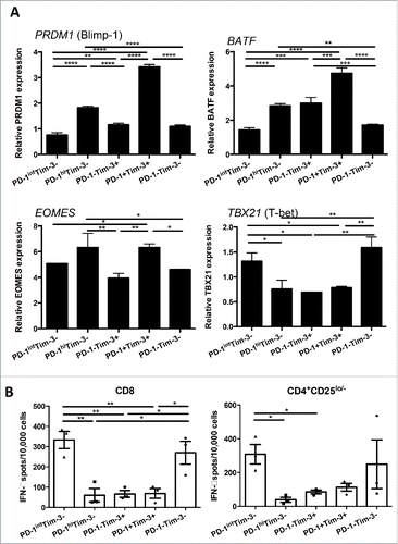 Figure 2. PD-1hiTim-3− and PD-1+Tim-3+ CD8+ TIL expressed higher amount of Blimp-1, BATF, Eomes and lower amount of T-bet transcripts. (A) PD-1hiTim-3−, PD-1intTim-3−, PD-1−Tim-3+, PD-1+Tim-3+ and PD-1−Tim-3− CD8+ T cells were sorted from TIL. Each TIL subset from four different HNSCC patients was subjected to RNA purification and then analyzed by real time quantitative PCR. Summarized graphs of relative expression of PRDM1 (Blimp-1), BATF, EOMES and TBX21 (T-bet) transcripts in each subset are shown. The quantity of each cDNA sample was normalized by GUSB. All analyses were performed in triplicate. The graphs present the mean ± SD from replicates. Statistical significance was determined by RM One-way ANOVA analysis followed by multiple comparisons. *p < 0.05, **p < 0.01, ***p < 0.001. (B) PD-1hiTim-3− and PD-1+Tim-3+ effector TIL display defective Th1 cytokine production. Summary data of IFNγ production by each sorted TIL subset (n = 3), measured by IFNγ ELISPOT after anti-CD3/CD28 stimulation. Experiments were performed in duplicate. Statistical significance was determined by RM One-way ANOVA analysis followed by multiple comparisons. *p < 0.05, **p < 0.01, ***p < 0.001.