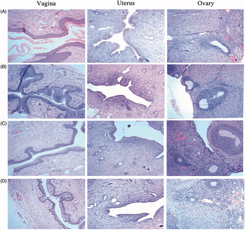 Figure 5. Pathological sections of vaginal, uterine and ovary tissues from rats. (HE staining, ×400). (A) saline; (B) blank ETGFA; (C) silver nanoparticle-loaded ETGFA and (D) silver nanoparticle solution.