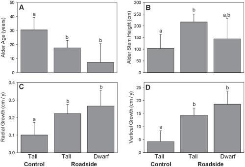 FIGURE 3. Alder response variables measured in undisturbed tall shrub tundra (control tall shrub) and beside the Dempster Highway (roadside tall shrub), and in dwarf shrub tundra beside the highway (roadside dwarf shrub): (A) average age (years), (B) stem height (cm), (C) radial growth rate (cm/year), and (D) vertical growth rate (cm/year). Alders did not occur in the sampled plots at undisturbed dwarf shrub sites. Bars show means for each site type and error bars are 95% confidence intervals of the mean (untransformed). Bars sharing the same letter are not significantly different (α = 0.05, mixed model and Tukey adjusted least squares means procedure).