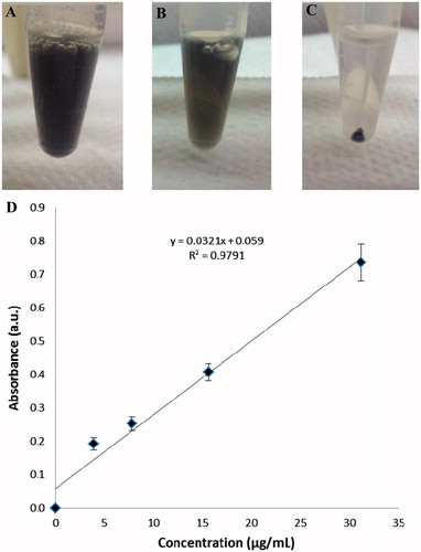 Figure 3 (A) A suspension of equal parts GAS and GAS-Ab-MWNT. (B) The resulting supernatant after centrifuging GAS-Ab-MWNT that had bound to GAS. (C) The resulting pellet of GAS with attached GAS-Ab-MWNT after incubation. (D) A calibration curve of known concentrations of f-MWNTs and GAS bacteria grown to an OD600 = 0.6 in 1:1 PBS:THY broth.