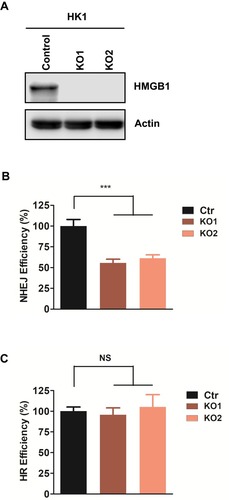 Figure 1 HMGB1 contributes to efficient NHEJ in human NPC cells. (A) Western blotting of HMGB1 expression in HK1-WT, HK1-HMGB1-Knockout clone 1 (HK1-KO1) and HK1-HMGB1-Knockout clone 2 (HK1-KO2). (B) Quantification of GFP events generated by NHEJ in HK1-WT, HK1-KO1, and HK1-KO2 cell lines. The GFP events were normalized to that in HK1-WT cell line. Each result represents 3 independent experiments. Data are represented as mean ± SD. *** P<0.001. (C) Quantification of GFP events generated by HR in HK1-WT, HK1-KO1, and HK1-KO2 cell lines. The GFP events were normalized to that in HK1-WT cell line. Each result represents 3 independent experiments. Data are represented as mean ± SD. *** P<0.001.