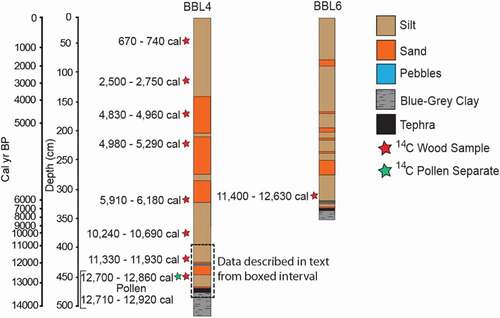 Figure 3. Sediment cores BBL4 and BBL6 from Baker Island showing lithologic changes and radiocarbon sampling sites