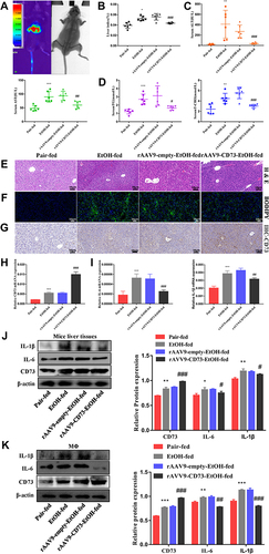 Figure 5 rAAV9‑CD73 protected against alcohol-induced liver injury and inflammation. (A) Small animal in-vivo imaging system. (B) Liver index, n=6. (C) Serum ALT and AST levels, n=5–6. (D) Hepatic TG and T-CHO levels, n=5–6. (E) Representative H&E staining of liver sections (50 μm). (F) Representative BODIPY staining of liver sections (50 μm). (G) The expression of CD73 was detected by IHC (50 μm). (H) The mRNA level of CD73 in the liver. (I) The mRNA levels of IL-6 and IL-1β in the liver. (J) The protein levels of CD73, IL-6 and IL-1β in the liver. (K) The protein levels of CD73, IL-6 and IL-1β in primary macrophages. *P < 0.05, **P < 0.01, ***P < 0.001 compared with the pair-fed group. #P < 0.05, ##P < 0.01, ###P < 0.001 compared with the rAAV9-empty-EtOH-fed group.