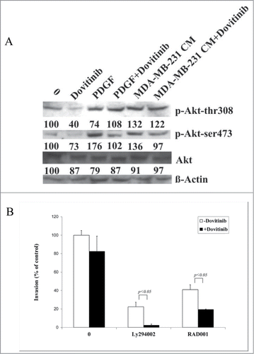 Figure 4. Dovitinib impaired Akt signaling in CAFs and led to enhanced inhibitory effect on cell invasion by combination with PI3K/Akt/mTOR signaling inhibitors Ly294002 or RAD001. (A) CAFs were cultured in serum-free RPMI-1640 media, serum-free RPMI-1640 media supplemented with 10 ng/ml PDGF, or MDA-MB-231 conditioned media (CM) in the presence or absence of Dovitinib for 24 h respectively. Total protein was extracted; the expression of phosphorylated Akt (T308) and phosphorylated Akt (S473) was determined by Western blot analysis. The relative intensity of each band shown under the band was quantified using PhoretixTM ID Quantifier software, normalized to ß-actin and expressed as percentage of control. (B) CAFs were seeded in 24-well-plate and cultured in serum-fee medium in the presence of Ly294002 (20 μM), RAD001 (10 nM), Ly294002 (20 μM)+Dovitinib (0.1 μM), or RAD001(10 nM)+Dovitinib (0.1 μM), respectively for 3 d MDA-MB-231 cells were suspended in serum-free media and added into the inserts either with or without CAFs in the bottom wells. Transwell® invasion assay was performed as described in the Materials and Methods. Each value presented is the mean ± SD of 3 parallel experiments.