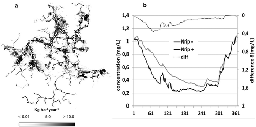 Fig. 9 (a) Spatial patterns of NO3-N uptake by plants in wetlands and riparian zones; and (b) comparison of NO3-N concentrations with (Nrip+) and without (Nrip-) considering retention in wetlands and riparian zones in the Nuthe catchment as a long-term average daily dynamics in 1993–1998 (see daily dynamics in Hattermann et al. Citation2006).