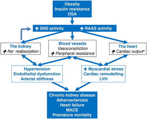 Figure 1. Overview of the cardiorenal pathophysiology associated with overactivity of the sympathetic nervous system.aInitially, may be followed by myocardial pump failure as adverse cardiac remodelling progresses. Abbreviations: LVH, left ventricular hypertrophy; MACE, major adverse cardiovascular events; OSA, obstructive sleep apnoea; RAAS, renin-angiotensin-aldosterone system; SNS, sympathetic nervous system. See text for references.