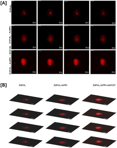 Figure 3. (A) Fluorescence images captured from the fluorescence microscopy of Caco-2 spheroids incubated with free ZnPcS4 PS, ZnPcS4-AuNPs, and ZnPcS4-AuNPs-AntiGCC. (B) Stacks of 4 slices of the fluorescence image.