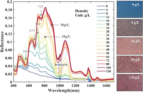 Figure 2. Typical reflectance spectra and digital photographs of Artemia and water at densities ranging from 0–120 g/L (400-1700 nm) obtained via water tank experiments (Tian et al. Citation2023). The 0 and 120 g/L spectra represent the endmembers of water and Artemia, respectively. Note that, because of the tiled-grating system of the SVC spectrometer, breakpoints occur at 1000 nm, but these exert a negligible effect on the reflectance features of Artemia. In addition, the reflectance of Artemia at high density exceeds 0 near 1600 nm. This phenomenon may be attributed to the high density of Artemia causing them to float slightly above the water surface in the tank experiment, resulting in a weakened water absorption characteristic.