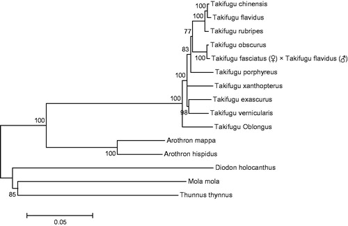 Figure 1. Phylogenetic tree based on mitochondrial genome nucleotide sequences of the hybrid of Takifugu fasciatus (♀) × T. flavidus (♂) (KT965279) and the other 14 kinds of fish set using the ML method. Genetic distances are listed above the branches. GenBank accession numbers of the sequences were used for the tree as follows: Takifugu vernicularis (AP009532); T. flavidus (NC_024199); T. xanthopterus (AP009533); T. chinensis (AP009534); T. rubripes (AP006045); T. obscurus (NC_011626); T. porphyreus (NC_011628); T. oblongus (NC_011634); T. exascurus (NC_011622); Arothron hispidus (AP011930); A. mappa (AP011931); Mola mola (AP006238); Diodon holocanthus (AP009177); Thunnus thynnus (KF906720).