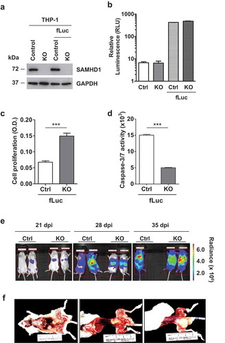 Figure 4. Establishment of intravenous AML mouse xenograft in vivo imaging model and pathological analysis. THP-1 control (Ctrl-fLuc) and SAMHD1 KO (KO-fLuc) cells stably expressing fLuc were analyzed (a) via immunoblotting to determine SAMHD1 expression and (b) via in vitro luciferase assays to detect levels of fLuc expression in comparison to parental cells (background is shown). At 24 h post-seeding, cells were analyzed for (c) proliferation using an MTT-based assay, and for (d) caspase-3/7 activity. ***, p ≤ 0.0002. (e) NSG mice were injected intravenously with THP-1 control (Ctrl)-fLuc or SAMHD1 KO-fLuc cells as described. On the indicated days post-injection (dpi), each mouse was injected intraperitoneally with D-luciferin, and bioluminescent images were taken at 10 min delay and 5 min exposure. Representative images are presented. One mouse injected with Ctrl-fLuc cells died due to tumor metastasis at 35 dpi. (f) Gross necropsy was performed on a mouse injected with SAMHD1 KO cells at 35 dpi.