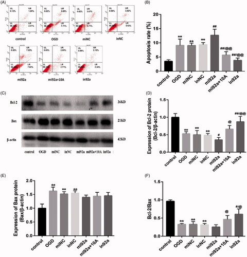 Figure 7. Effects of miR-92a-3p transfection on apoptosis of OGD-induced bEnd.3 cell. (A) Cell apoptosis detected using flow cytometry. (B) Apoptotic ratio was calculated. (C) Western blot analysis to determine of Bcl-2 and Bax expression, with β-actin serving as the loading control. (D) Bcl-2 protein expression. (E) Bax protein expression. (F) The of Bcl-2/Bax ratio. The graphs represent three independent experiments. Results are presented as means ± standard deviation (SD) (n = 3). OGD, miNC, and inNC vs. the control group (**p < 0.01); mi92a, mi92a + 10A, and in92a vs. the OGD group (#p < 0.05, ##p < 0.01); mi92a + 10A and in92a vs. mi92a group (@p < 0.05, @@p < 0.01).