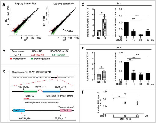 Figure 1. 3BDO could suppress the increase in CA7-4 expression caused by high glucose. (a) The scatter plot of microarray analysis depicts genes upregulated (red) and downregulated (green). CA7-4 level was decreased obviously, as indicated by the arrow. (b) Changes in CA7-4 level with treatment. (c) Information on CA7-4 in the human genome is available at https://lncipedia.org/db/transcript/lnc-CA7-4:1. (d,e) VECs were treated with 5.5 mM glucose (NG), 30 mM glucose (HG), and HG+3BDO (15, 30, 60 μM) for 24 h and 48 h. (f) VECs were treated with NG, 3BDO (0, 15, 30 μM) for 24 h. The level of CA7-4 was detected by qPCR. (*, p < 0.05; **, p < 0.01; n = 3.).