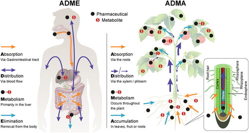 Figure 1. Comparison of pharmacokinetic processes in the human body and in the plant. In the human body, the fate of a pharmaceutical is defined along the processes of absorption, distribution, metabolism, and excretion (ADME); in the plant, these processes are absorption, distribution, metabolism and accumulation (ADMA).