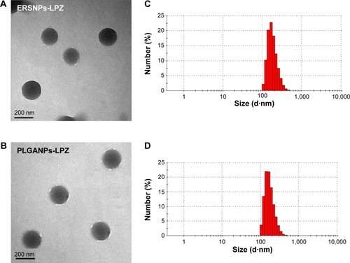 Figure 1 Transmission electron micrographs (50,000×) and particle size distribution of ERSNPs-LPZ (A, C) and PLGANPs-LPZ (B, D).Abbreviations: LPZ, lansoprazole; ERSNPs-LPZ, LPZ-loaded Eudragit® RS100 nanoparticles; PLGANPs-LPZ, LPZ-loaded poly(lactic-co-glycolic acid) nanoparticles.