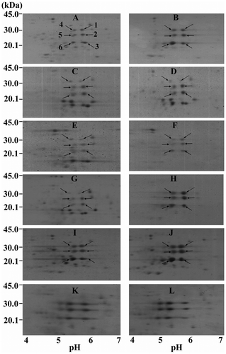 Fig. 3. Intensive 2D-GE profiles of crude seed prolamins zooming-in the common area around characteristic spots in individual genotype.Notes: The second dimension gels were cropped to focus at the area containing polypeptide spots within the pI range of 4–7 and masses of 14.4–45.0 kDa. The samples were of Tainan-9 (A, B); ICGV 98300 (C, D); ICGV 98303 (E, F); ICGV 98305 (G, H); ICGV 98308 (I, J) and KK 60-3 (K, L). Figures in the left panel are of control watering samples, and those of drought-stressed samples are in the right panel. The spots 1–6 were numbered following the demonstrations in Fig. 2.