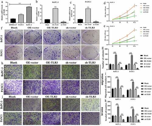 Figure 9. TLR3 has cancer-promoting abilities in pancreatic cancer cells. (a) The expressive differences of TL3 between normal pancreatic duct epithelia and PC cells. (b, c) Transfection efficiency in BxPC-3 and PANC1 cells. (d, e) MTT assays revealed that TLR3 promoted PC cells proliferation. (f, g) Colony formation assays revealed that TLR3 promoted PC cells proliferation. (h, i) Evaluations of the TLR3 effects on PC cells migration through transwell assays. (j, k) Evaluations of the TLR3 effects on PC cells invasion through transwell assays. PC, pancreatic cancer; *p < 0.05, **p < 0.01, ***p < 0.001.