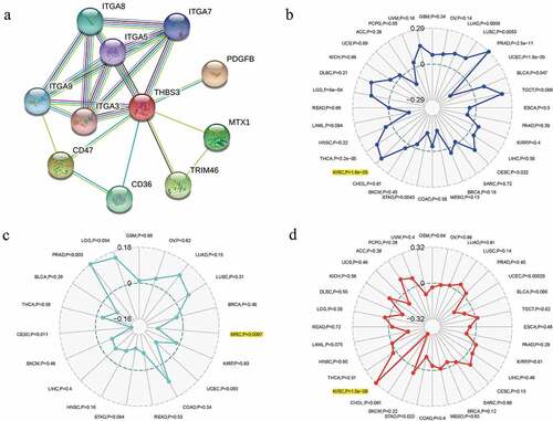 Figure 6. Relationships between THBS3 and PPI, MSI, neoantigen, TMB in ccRCC; (A) PPI network; (B) Relationships between THBS3 and MSI; (C) Relationships between THBS3 and neoantigen; (D) Relationships between THBS3 and TMB.