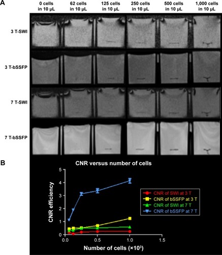 Figure 5 (A) SWI and RMS combined phase-cycled bSSFP images of different concentrations of cells (about 0, 62, 125, 250, 500, and 1,000 cells in 10 μL medium) injected into the gelatin phantom at 3 and 7 T. (B) CNR efficiency of MRI versus number of cells using SWI, RMS bSSFP at 3 and 7 T.Abbreviations: bSSFP, balanced steady-state free precession; CNR, contrast-to-noise ratio; MRI, magnetic resonance imaging; RMS, root mean square; SWI, susceptibility-weighted imaging.