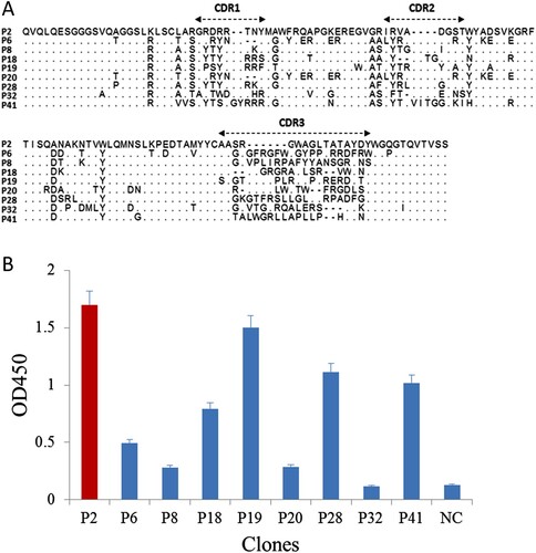Figure 2. (a) The amino acid sequences of the positive clones. (b) Result of matching between nanobodies and anti-Cry2A PAb detected by sandwich ELISA. NC, negative control.