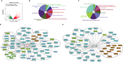 Figure 3. Global overview of small intestine transcriptome changes in morphine treated mice. (a) Volcano plot of the 5140 differentially expressed genes between morphine and control group (Log2 (fold change) > 1; Padj <.005). Functional annotation enrichment analyses of (b) 2606 upregulated and (c) 2534 downregulated genes after morphine using ClueGO charts. Detailed functional annotation enrichment analyses of the (d) 2606 upregulated and (e) 2534 downregulated core genes using ToppGene, ToppCluster, and Cytoscape are shown. GO: biological process (teal), cellular component (brown), and molecular function (blue gray), disease (green). The full list of gene set enrichment results and P values are in Supplementary file 3.