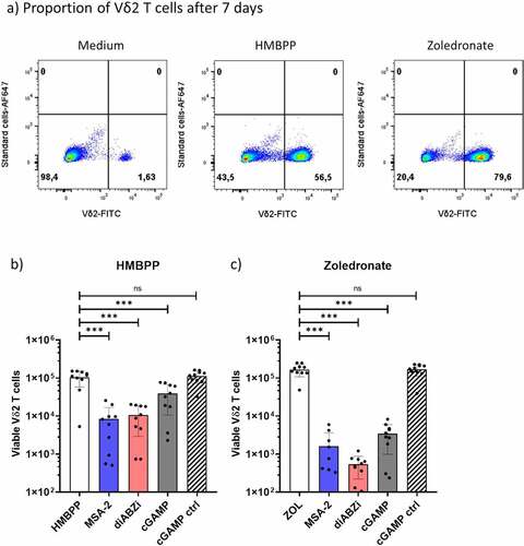 Figure 1. Inhibition of Vδ2 T-cell expansion by active STING ligands. 1.5 × 105 PBMC per well obtained from healthy donors were stimulated with 10 nM HMBPP or 2.5 µM Zoledronate in the presence of 50 IU/mL IL-2 and absence or presence of 25 µM MSA-2, 100 nM diABZI, or 10 µg/mL cGAMP/cGAMP control. All cultures were set up in duplicates. After 7 d, absolute numbers of viable Vδ2 T cells per well were quantified by standard cell dilution assay (SCDA). (a) Representative dot plots of CD3+Vδ2+ T cells after 7 d of activation of PBMC with HMBPP (middle), Zoledronate (right), or medium only (left). Absolute numbers of viable Vδ2 T cells following activation of PBMC with HMBPP (b) or Zoledronate (c) in the absence or presence of STING ligands. Mean ± SD of eight to 12 independent experiments are shown. Statistical significance: *** p < .001; ns, not significant.