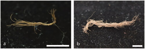 Figure 7. String fragments made from human hair: (a) Riwi 1; and (b) Riwi 4. Bar scale is 5 mm in both photos.