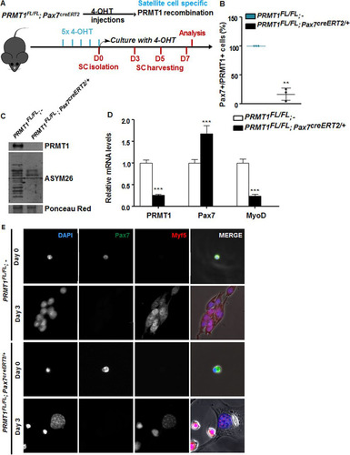 FIG 3 PRMT1-deficient muscle stem cells have myogenic defects. (A) Schematic representation of PRMT1 deletion in MSCs and work flow for MSC isolation and culturing. (B) MSCs were isolated and pooled from three PRMT1FL/FL; Pax7CreERT2/+ and three PRMT1FL/FL; − mice after 4-OHT injections. The cells were cultured for 3 days in medium supplemented with 50 nM 4-OHT prior to fixation and immunostaining for PRMT1 and Pax7 and visualized by fluorescence microscopy. (C) MSC lysates after 3-day culturing were separated by SDS-PAGE, and the levels of PRMT1-methylated proteins were determined by immunoblotting with anti-PRMT1 and ASYM26. Ponceau red staining of a band is shown to confirm equivalent loading. (D) Quantification of PRMT1, Pax7, and MyoD mRNA levels by RT-qPCR of the indicated MSCs 3 days after culturing. Values were normalized to the averages of GAPDH, R18S, and TBP. (E) Representative images of MSCs immunostained for Pax7 and Myf5 from days 0 and 3 after culturing. **, P < 0.01; ***, P < 0.001.