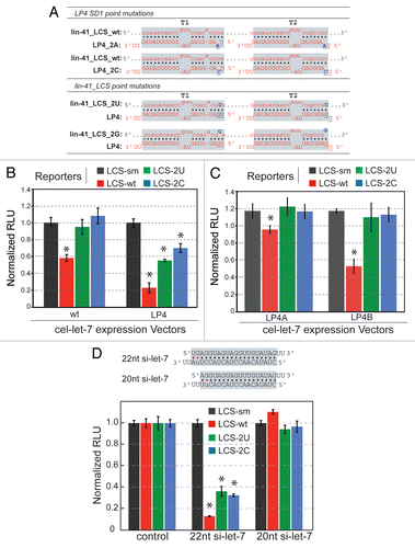 Figure 4 Repression activity by cel-let-7 and loop mutants may be controlled by both SD1-sensitive and SD1-insensitive components. (A) Schematic diagrams showing the predicted base parings between let-7 and modified lin-41_LCS. Altered nucleotides are indicated in blue, missing as underlined. (B & C) Repression of mutant lin-41_LCS reporters that abolish SD1 pairing by (B) wild-type cel-let-7 and cel-let-7-LP4 and (C) double loop mutant cel-let-7-LP4 genes. (D) siRNA duplexes of 20 base pairs (truncated let-7) and 22 base pairs (full-length mature let-7) were transfected into cells expressing mutant lin-41_LCS reporters that abolish SD1 pairing and reporter activity was measured. Representative results of at least six independent trials (± S.D.) are shown in panels B, C, and D (*, p< 0.01).