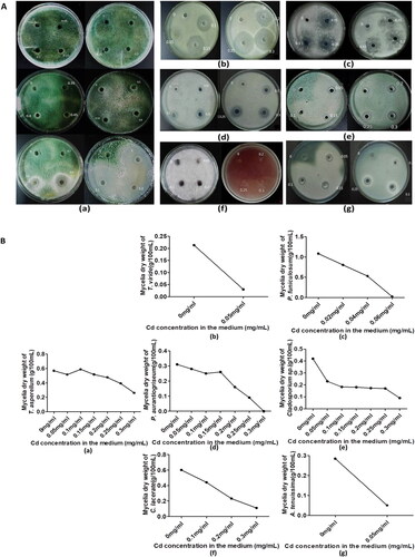 Figure 1. Resistance of different genera of endophytic fungi to Cd. (A) The growth of seven endophytic fungi strains under different concentration of Cd stress. The concentration of Cd (mg/mL) in each cup hole is marked on the petri dish. (a–g) show respectively the growth of T. asperellum, T. viride, P. funiculosum, P. aurantiogriseum, Cladosporium sp., C. lacerate and A. tenuissima on PDA solid medium in Oxford cup and in PDA liquid medium containing different concentrations of Cd. (B) Growth curves of the mycelia of seven endophyte strains cultivated in PDA liquid medium supplemented with different concentrations of Cd (ranging from 0 to 0.3 mg/mL) for one week.